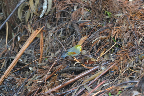Leiothrix lutea observed 2026-05-26