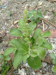 Ocimum tenuiflorum