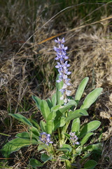 Lupinus diffusus