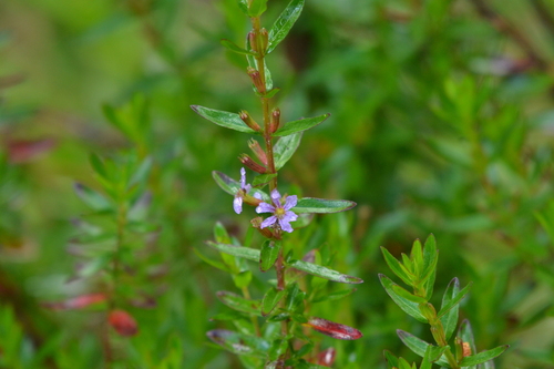 Lythrum maritimum observed 2026-05-26