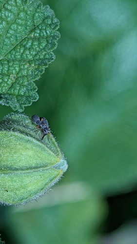 Hollyhock Weevil