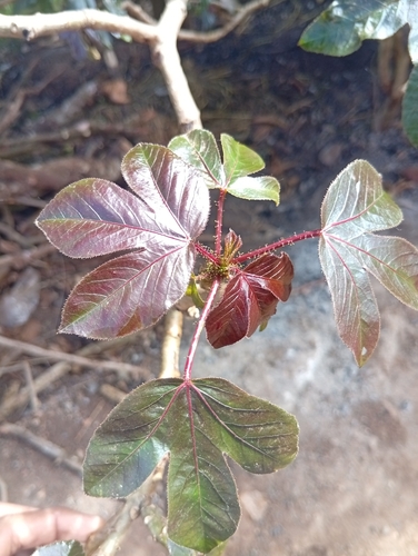 Bellyache Bush