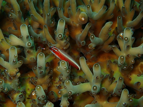 Eviota nigriventris observed 2026-05-25