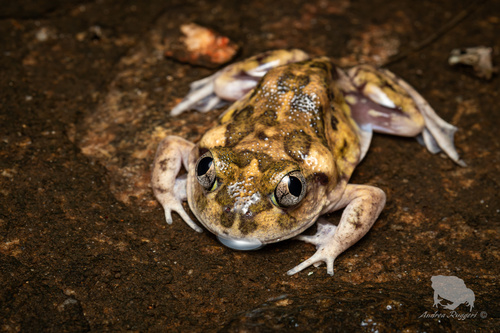 Wheatbelt Frog