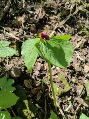 Trillium smallii iNat (3)