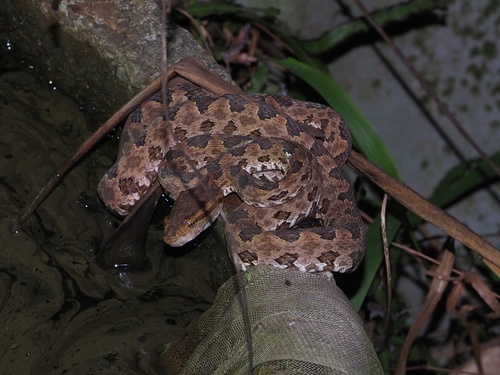 Brown spotted pitviper, photo 6 of 10