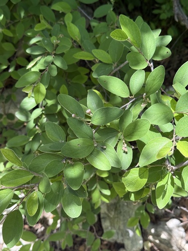 Cotoneaster zabelii