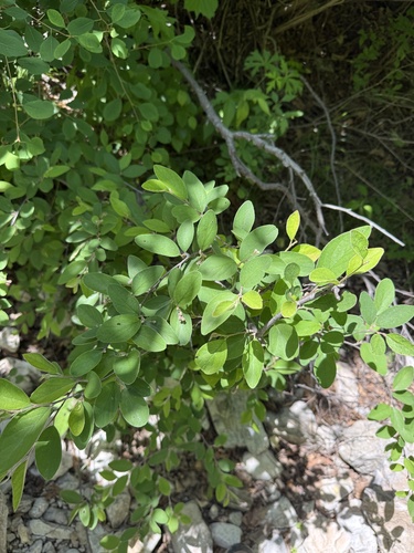 Cotoneaster zabelii, photograph 1