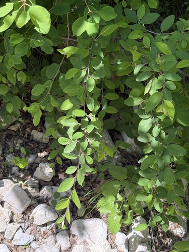 Cotoneaster zabelii, photograph 2