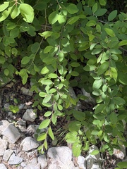 Cotoneaster zabelii, photograph (c) Jane Charlen, some rights reserved (CC BY)