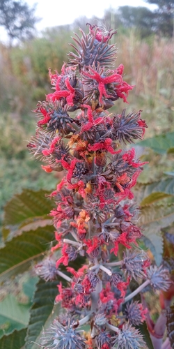 castor bean