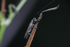 Hippopsis