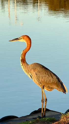 iNaturalist image