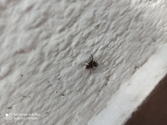 Salticidae