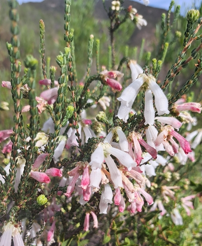 Cockscomb Heath