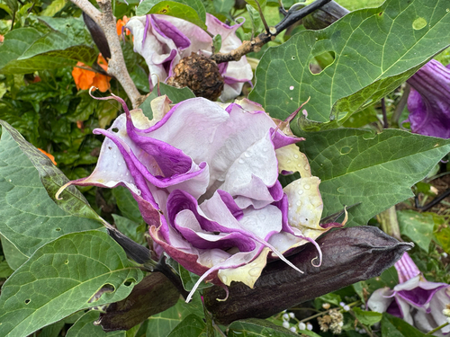 Datura metel observed 2026-05-09
