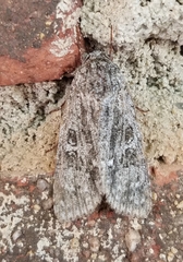 Acronicta impleta
