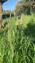 Alopecurus pratensis