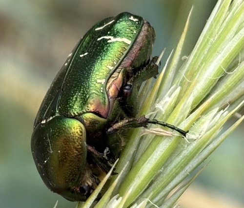 European Rose Chafer