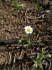 Layia glandulosa