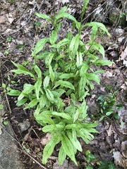 Lithospermum latifolium