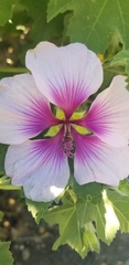 Malva subovata bicolor