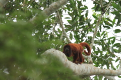 Alouatta sara