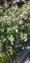 Malva subovata bicolor