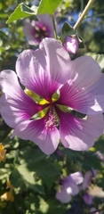 Malva subovata bicolor