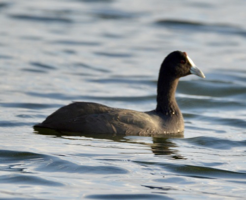 iNaturalist image