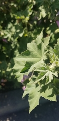 Malva subovata bicolor