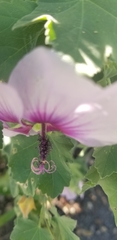 Malva subovata bicolor