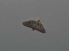 Nausinoe