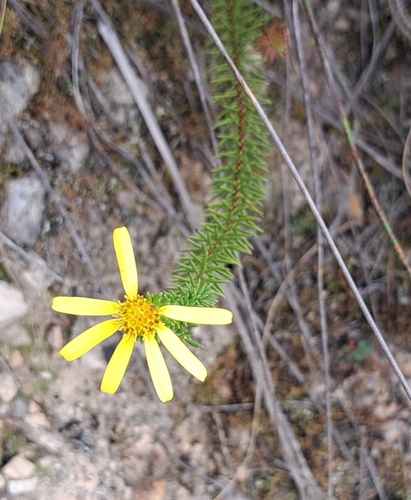 Pineleaf Ragwort