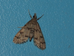 Dolicharthria bruguieralis