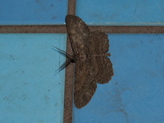 Hypomecis punctinalis