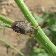 Holcostethus abbreviatus