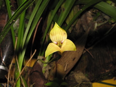 Maxillaria egertoniana