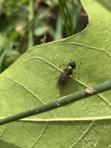 Broad Centurion Fly