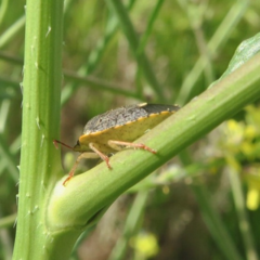 Holcostethus abbreviatus