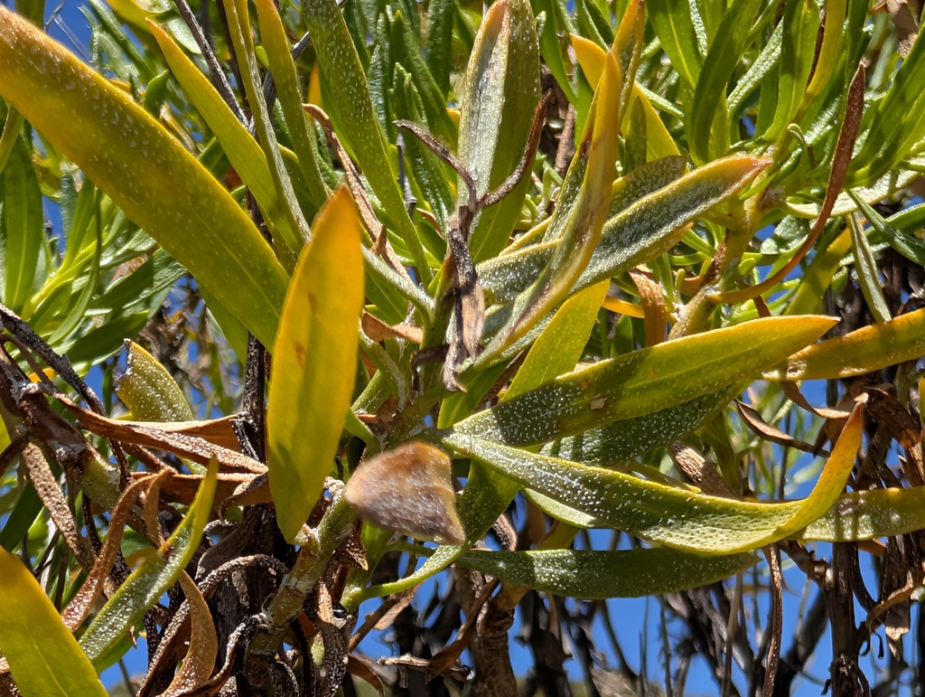 Ericameria parishii; photograph (c) Sergey, some rights reserved (CC BY)