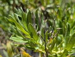 Ericameria parishii, photograph (c) Sergey, some rights reserved (CC BY)