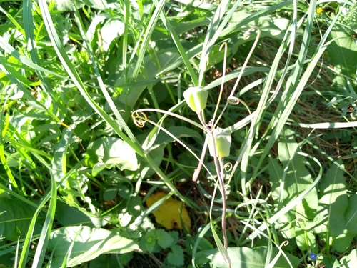 Fritillaria ruthenica, photograph 2