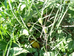 Fritillaria ruthenica, photograph author not stated, no rights reserved