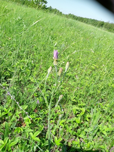 Scorzonera purpurea, photograph 3