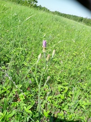 Scorzonera purpurea, photograph Татьяна Горбушина, CC0, iNaturalist via GBIF