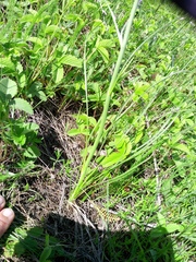 Scorzonera purpurea, photograph Татьяна Горбушина, CC0, iNaturalist via GBIF