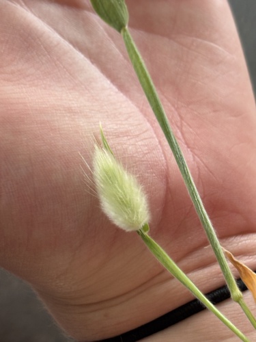Hare's Tail Grass