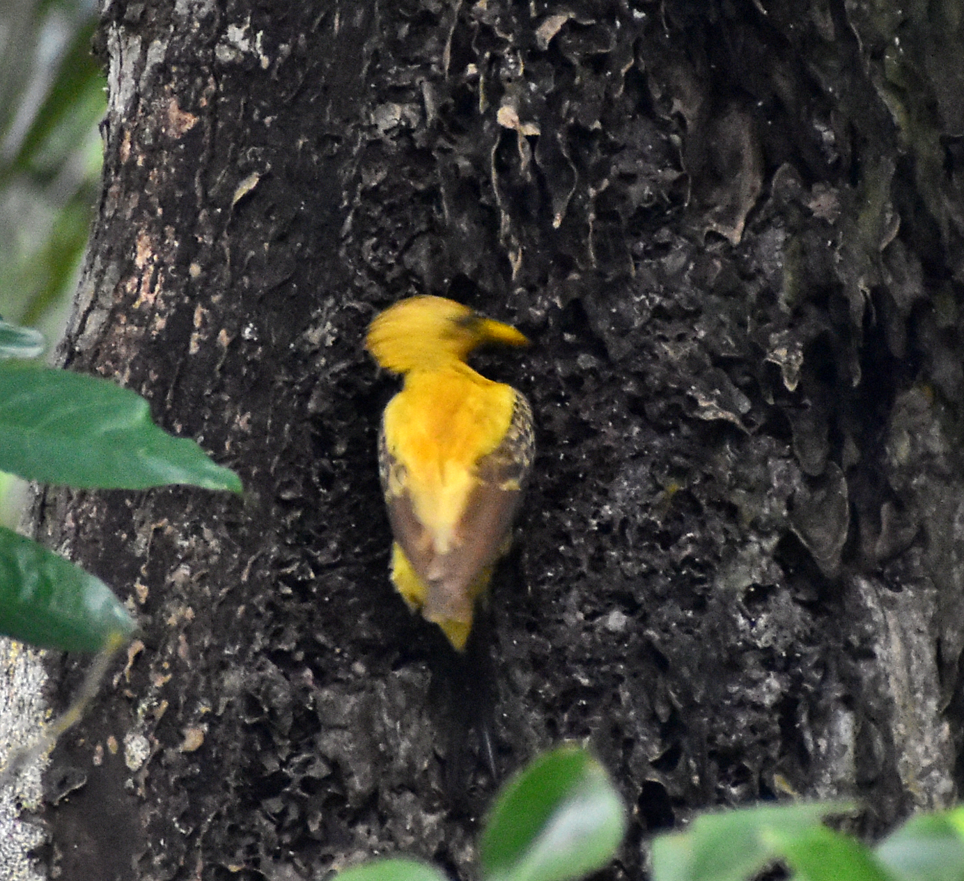 Cream-colored Woodpecker (Celeus flavus), photo 4