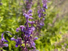 Trichostema parishii